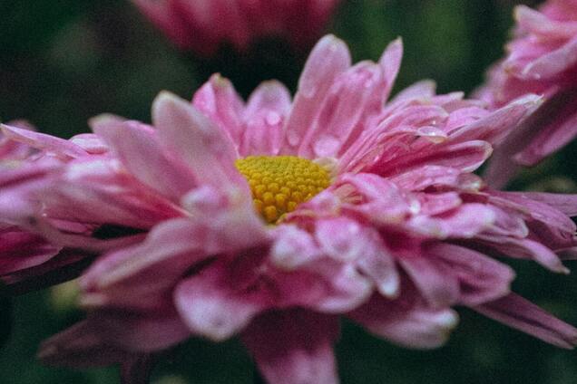 Где не стоит сажать хризантемы: цветов не дождетесь