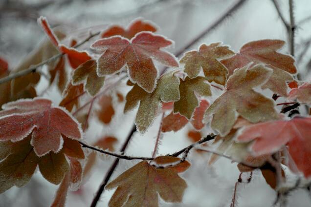 Гололедица и угроза для саженцев: спасатели предупредили украинцев об опасных явлениях