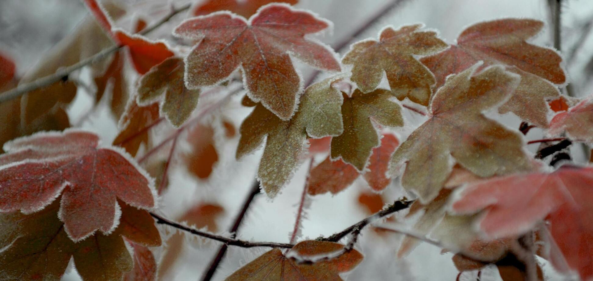 Ожеледиця і загроза для саджанців: рятувальники попередили українців про небезпечні явища