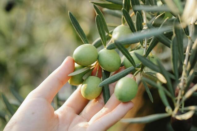 Навіть ананаси і гранати: які фрукти можна вирощувати вдома