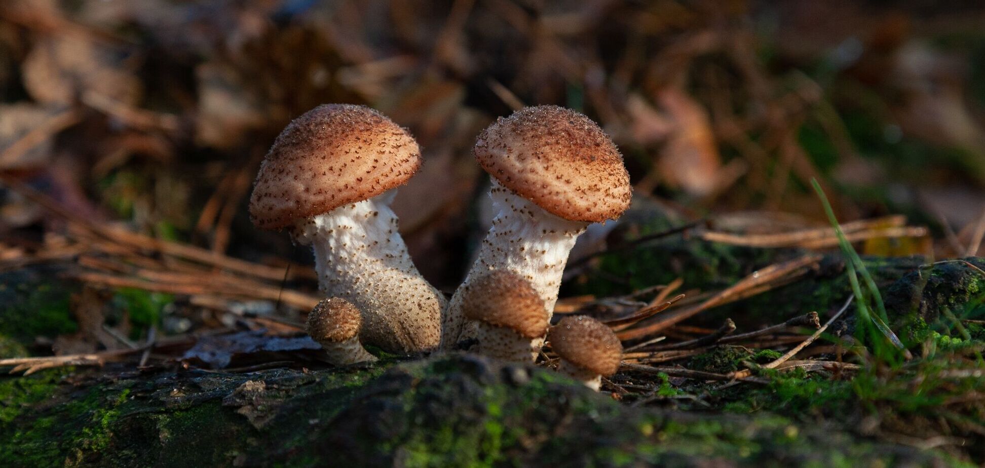 Не 'опьонок' і 'сморчок': як називати гриби українською