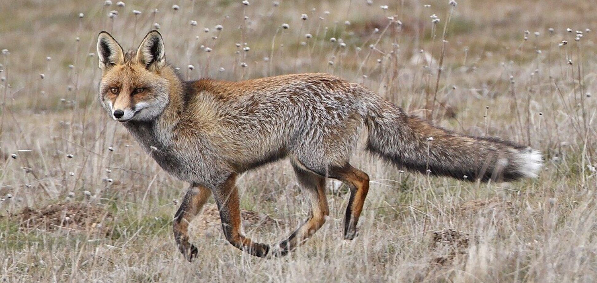 Из-за бешенства в одном из районов Киева введены карантинные ограничения. Все подробности