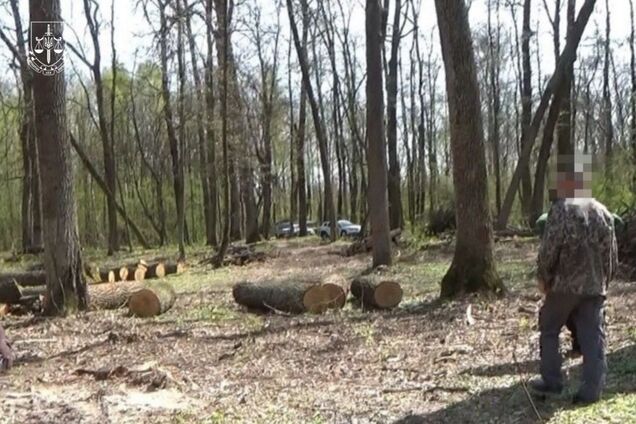 Намеренно занижали толщину и высоту деревьев на Житомирщине: будут судить трех работников ГП 'Леса Украины'