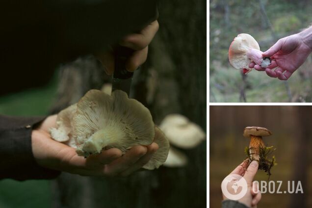 Гриби треба зрізати чи викручувати: як правильно і що говорять вчені