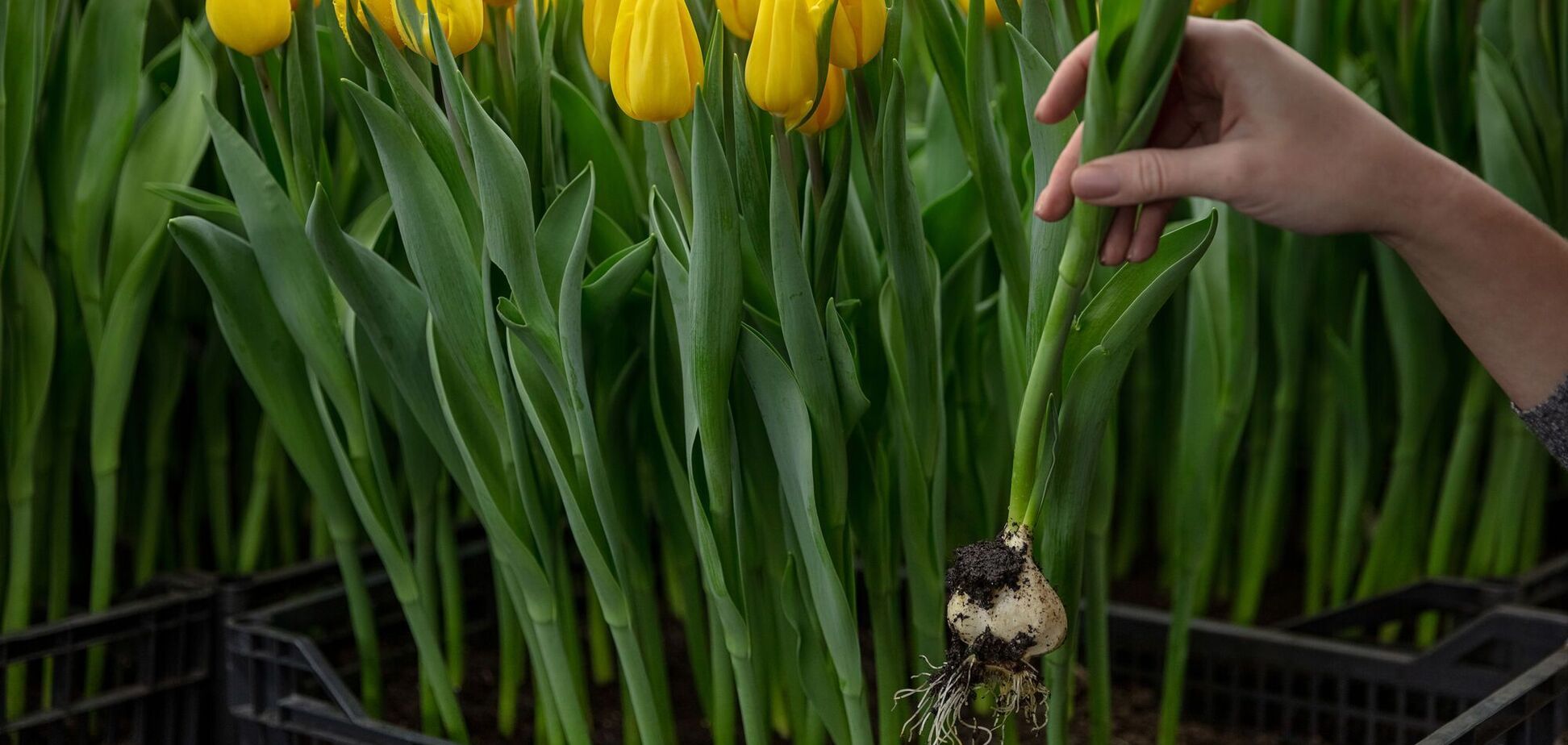 Коли садять тюльпани: як правильно зберігати цибулини