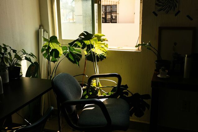 Какие растения подойдут для офиса: неприхотливые варианты