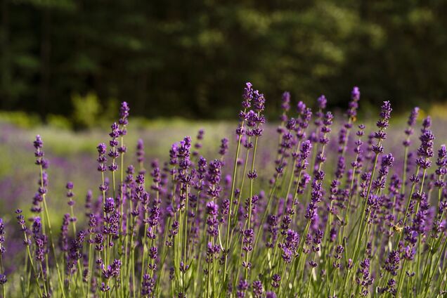 Чи можна садити лаванду восени: поради для дачників