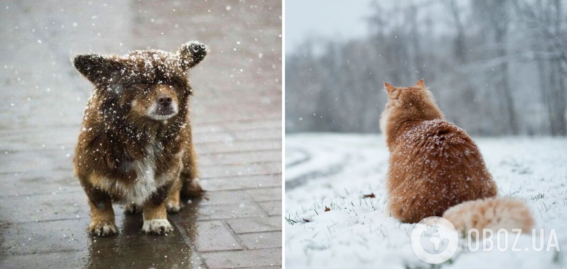 В Украину надвигается похолодание: синоптики сказали, где в понедельник ждать заморозков с мокрым снегом