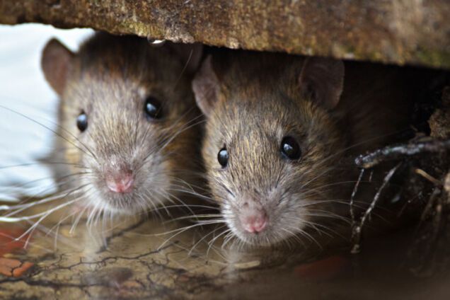 Як відлякати щурів без отрути: натуральні засоби