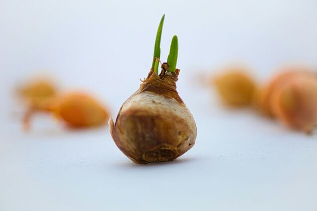 Чи можна залишити цибулини квітів у горщиках на зиму: як їх зберігати