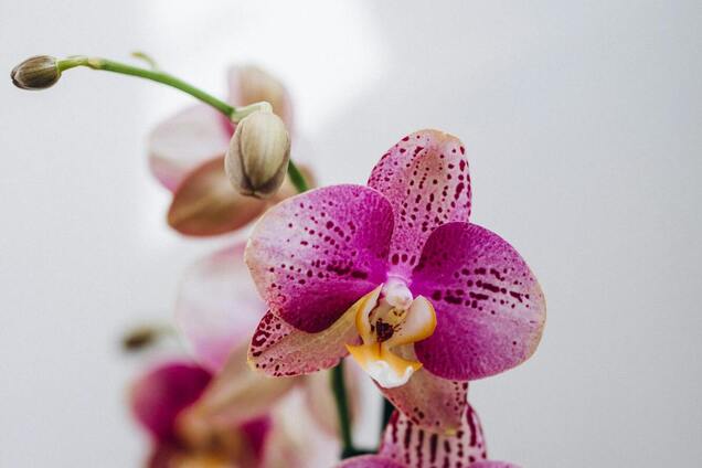 Обещают фантастический результат: чем подкормить орхидею для непрерывного цветения