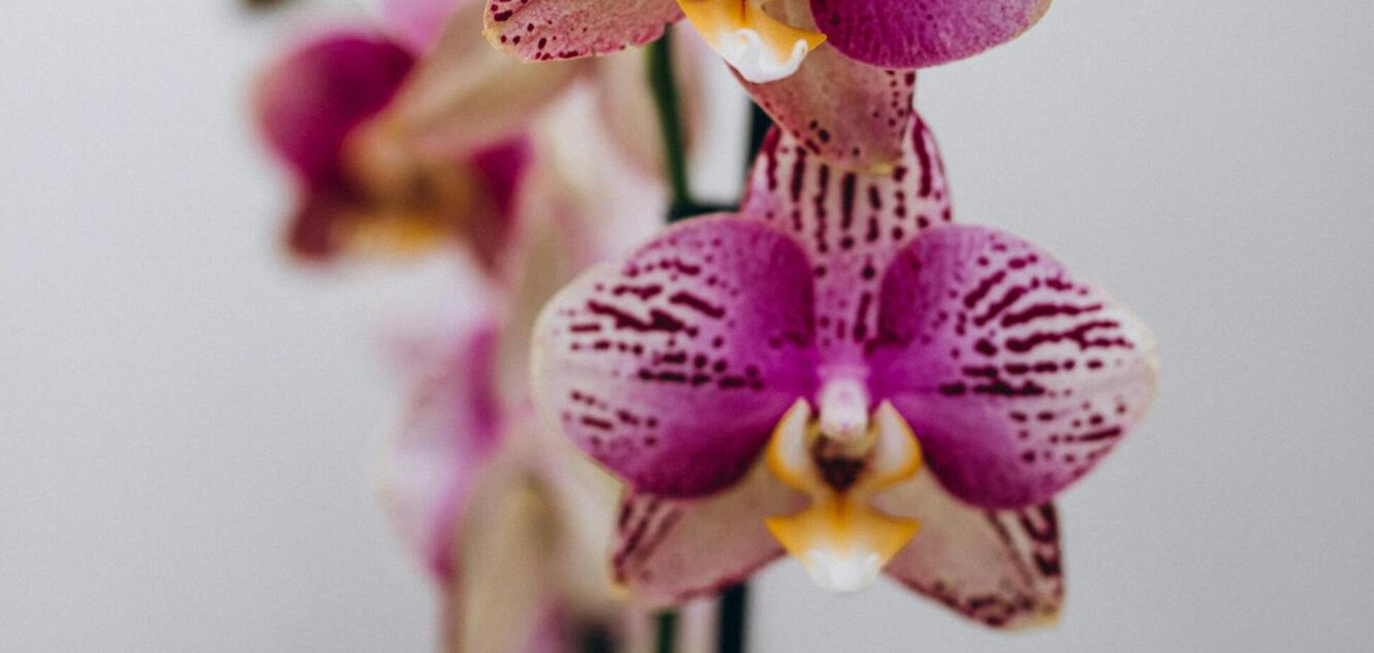 Обещают фантастический результат: чем подкормить орхидею для непрерывного цветения