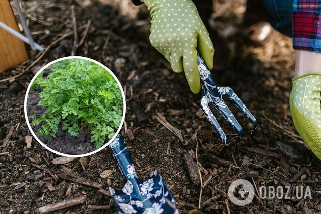 Не боїться холоду: як посіяти петрушку під зиму