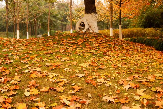 Що треба зробити у саду у жовтні, щоб він гарно пережив зиму: основні завдання