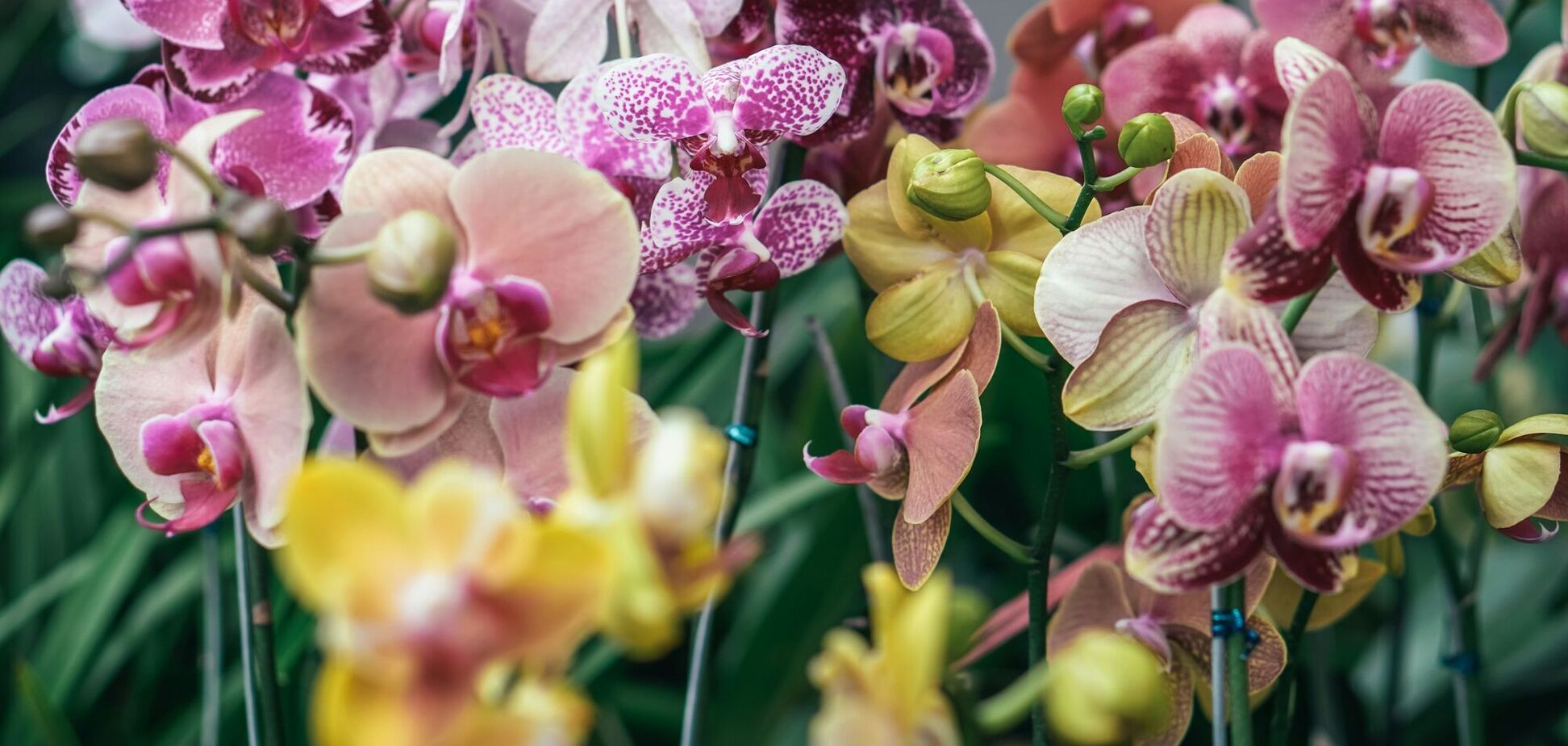 Коштує копійки: як зробити вдома добриво для орхідей