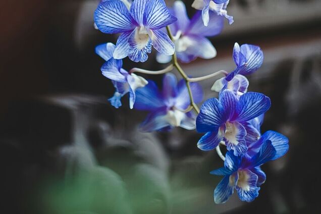 Чому в орхідеї жовтіє листя: основні причини