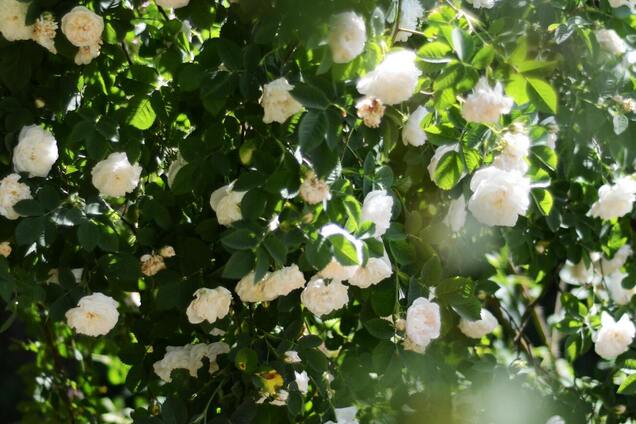 Не впізнаєте свій сад: які багаторічники варто встигнути посадити у жовтні