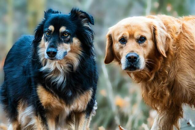 В Виннице возле больницы нашли мертвых собак: в прокуратуре намекнули на жестокое обращение