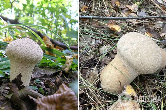 Не плутати з порхавкою: що за гриб з намистинками знайшли на Київщині. Фото