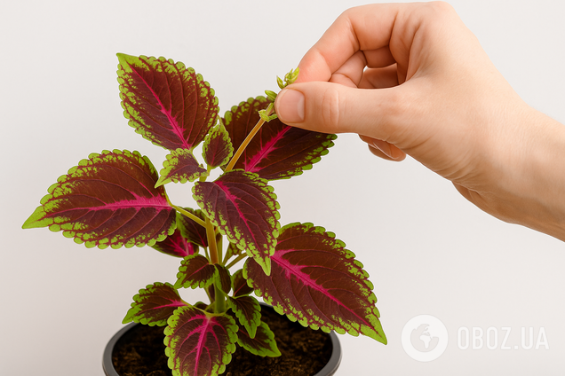 Якій кімнатній рослині не можна цвісти: чому так і що треба зробити