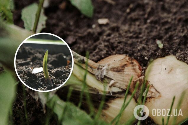 Коли краще садити озиму цибулю: сприятливі дні у листопаді