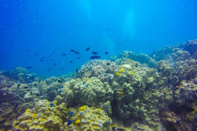 У глибинах Тихого океану знайшли дивних істот: вчені вражені. Фото