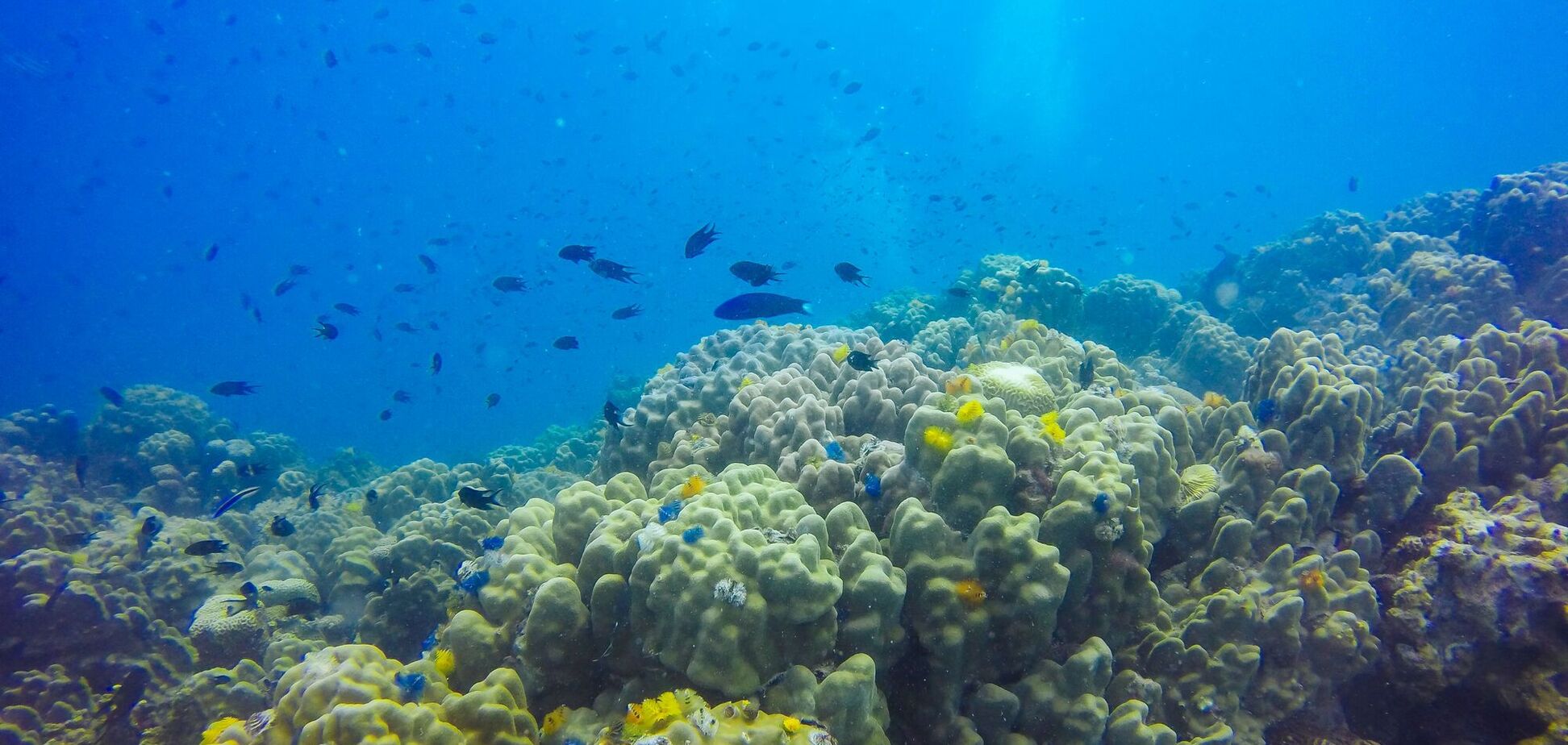 У глибинах Тихого океану знайшли дивних істот: вчені вражені. Фото
