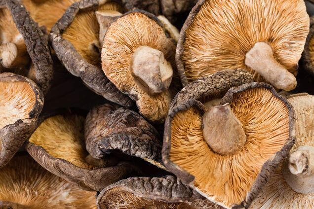 Як правильно сушити та зберігати лісові гриби: ділимося трьома найкращими способами