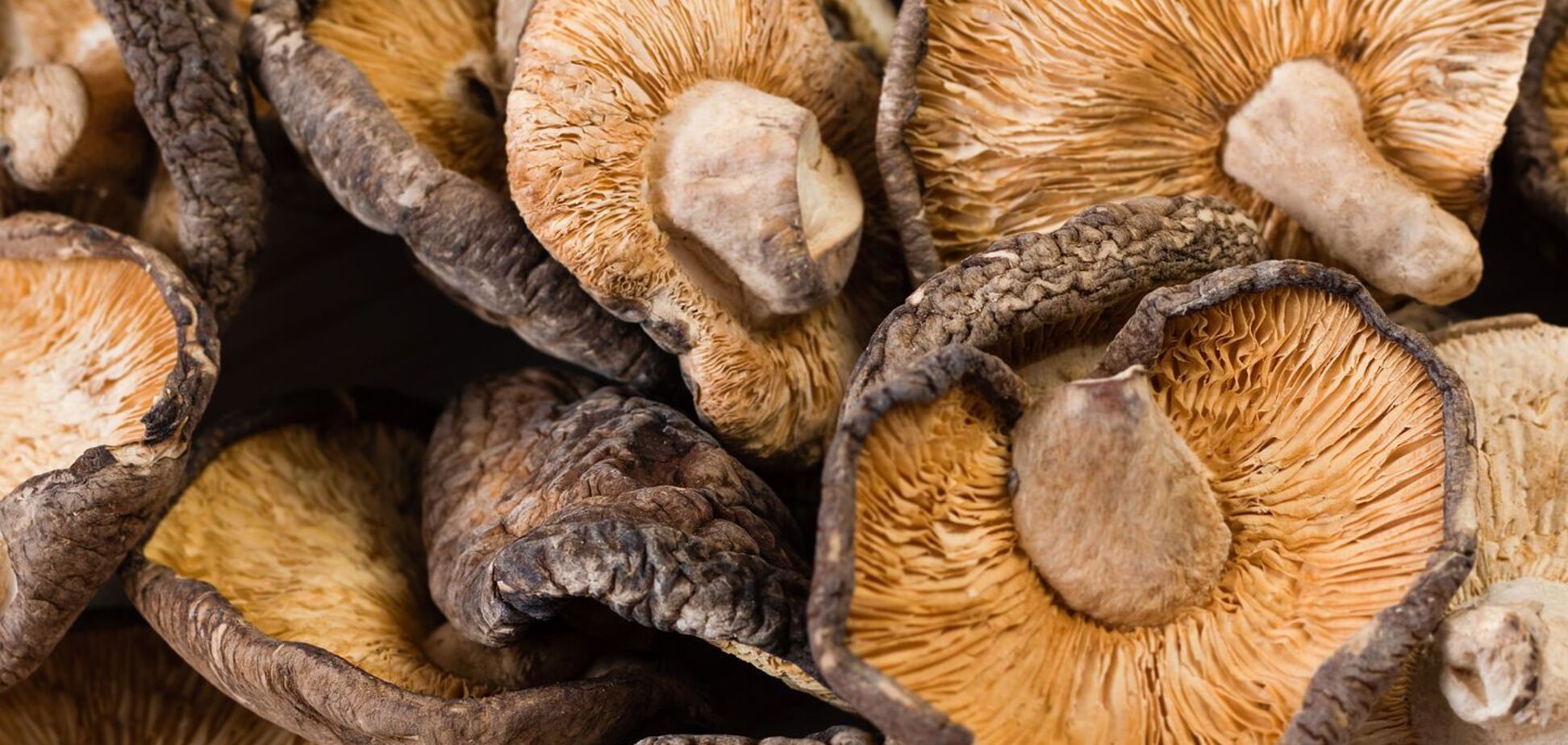 Як правильно сушити та зберігати лісові гриби: ділимося трьома найкращими способами