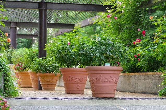 Їх обирають експерти: чому теракотові горщики – найкращі для квітів