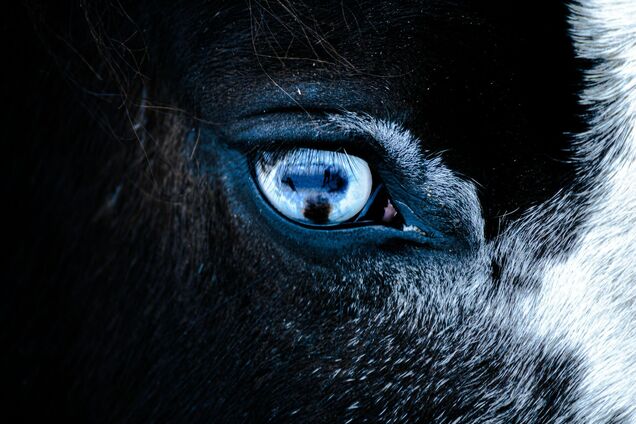 Почему у лошадей глаза расположены по бокам головы: как они видят