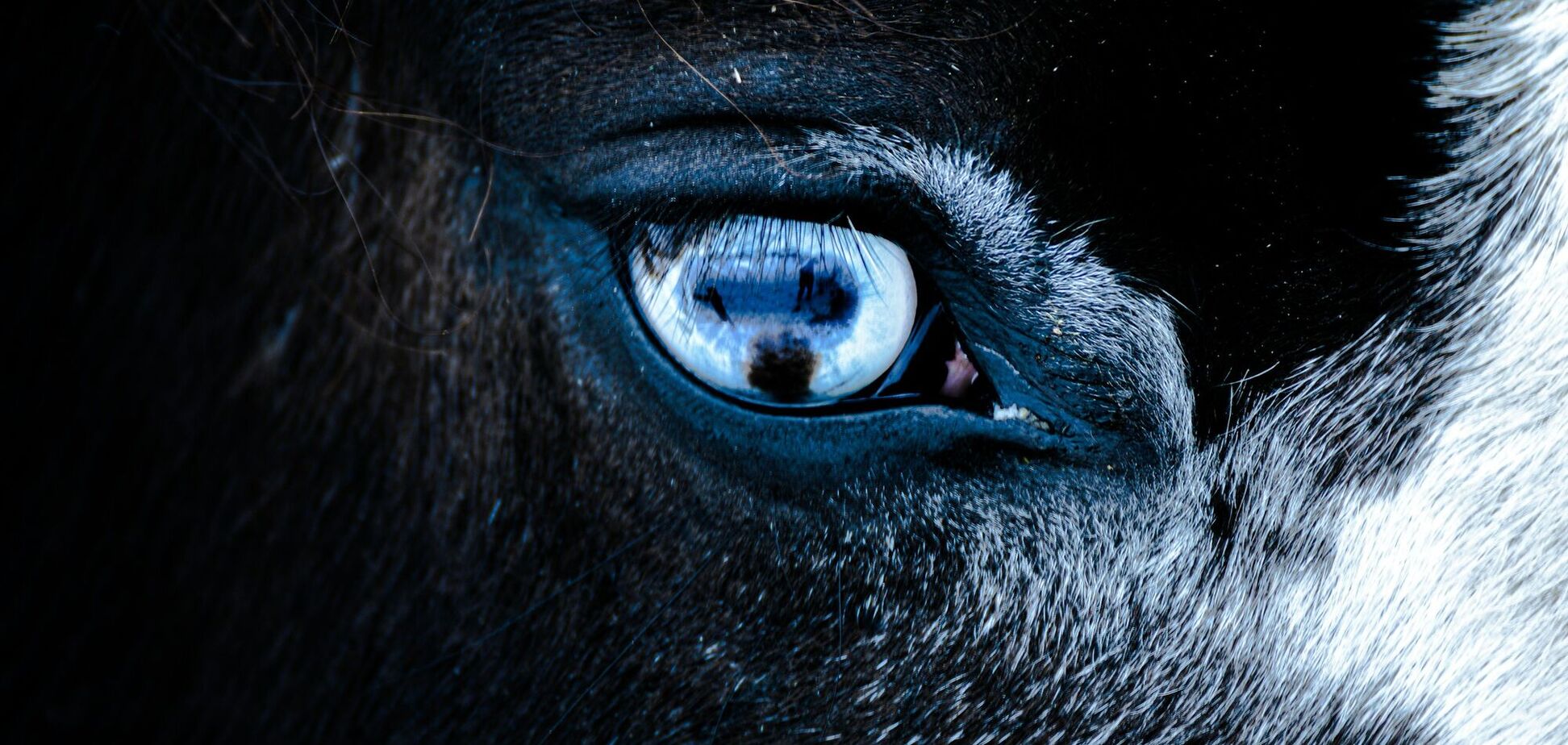 Почему у лошадей глаза расположены по бокам головы: как они видят