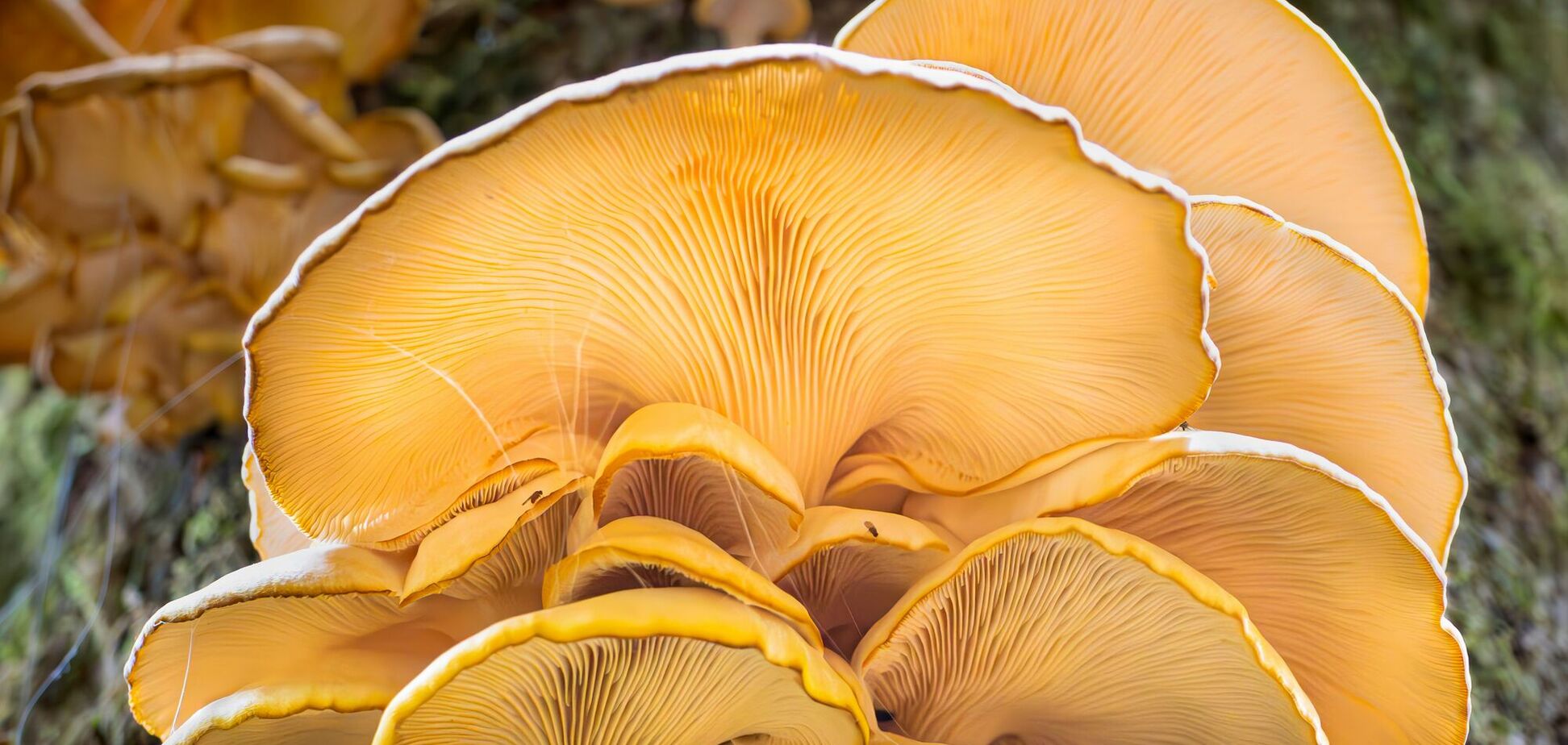 Постійно плутають: як українською назвати 'вешенку'