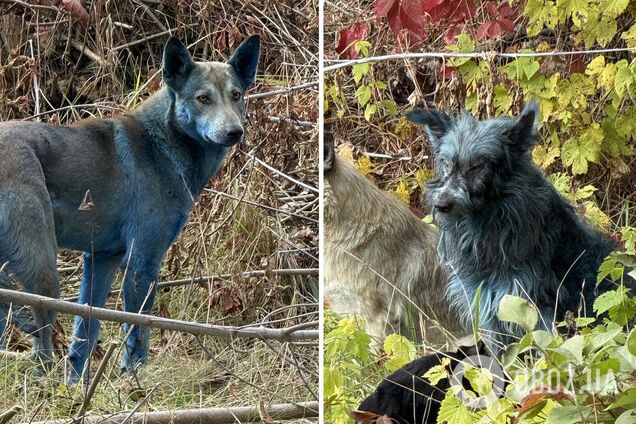 Синие собаки в Чернобыльской зоне: почему это всколыхнуло сеть и какое объяснение. Фото