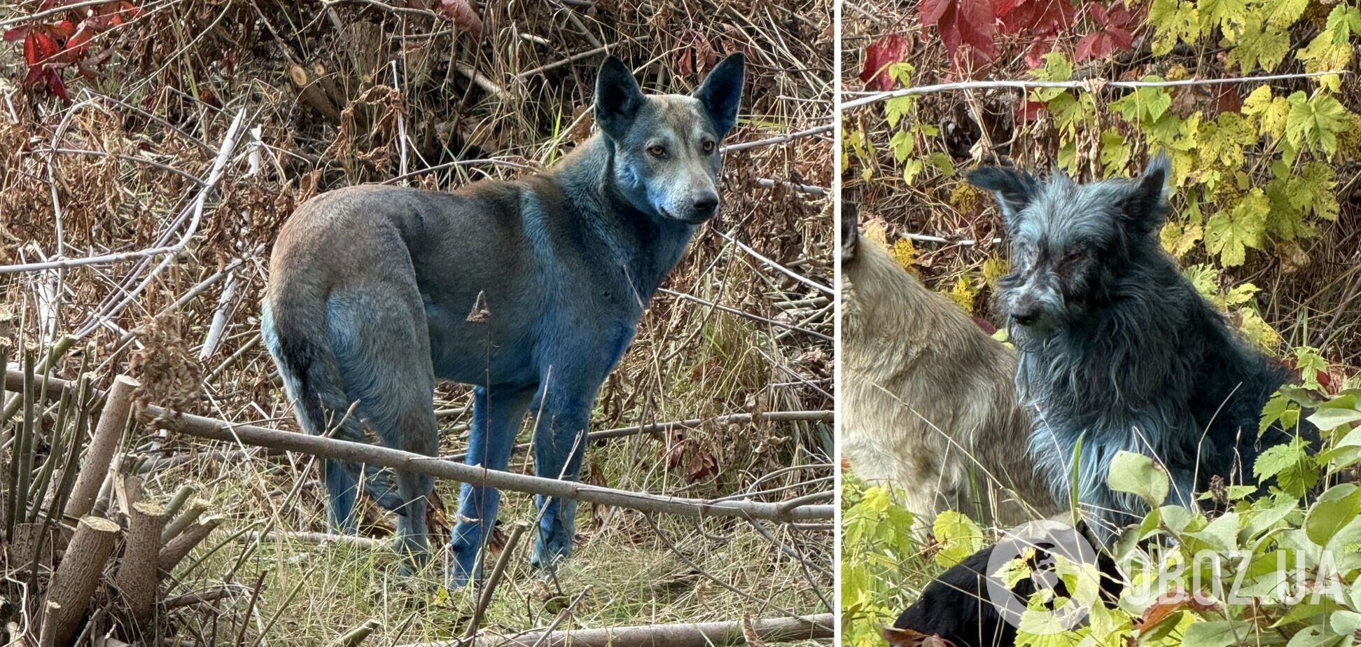 Синие собаки в Чернобыльской зоне: почему это всколыхнуло сеть и какое объяснение. Фото