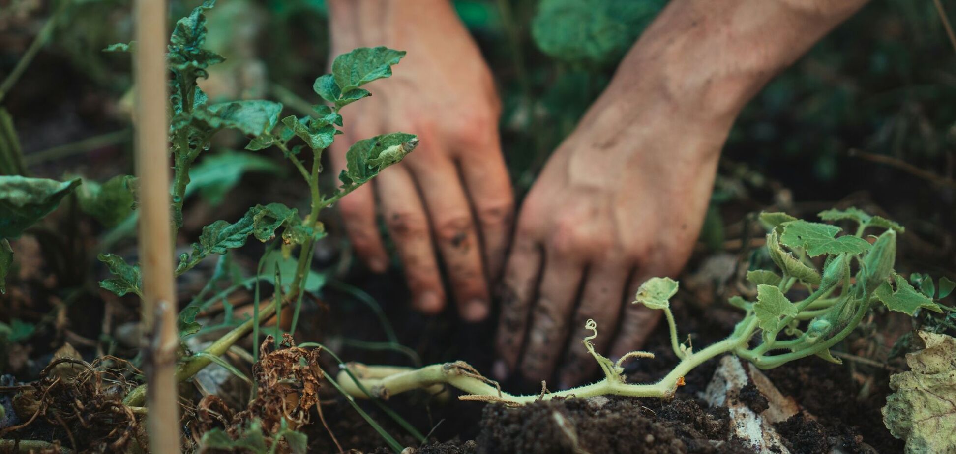 Не лише часник і цибулю: які овочі можна садити під зиму