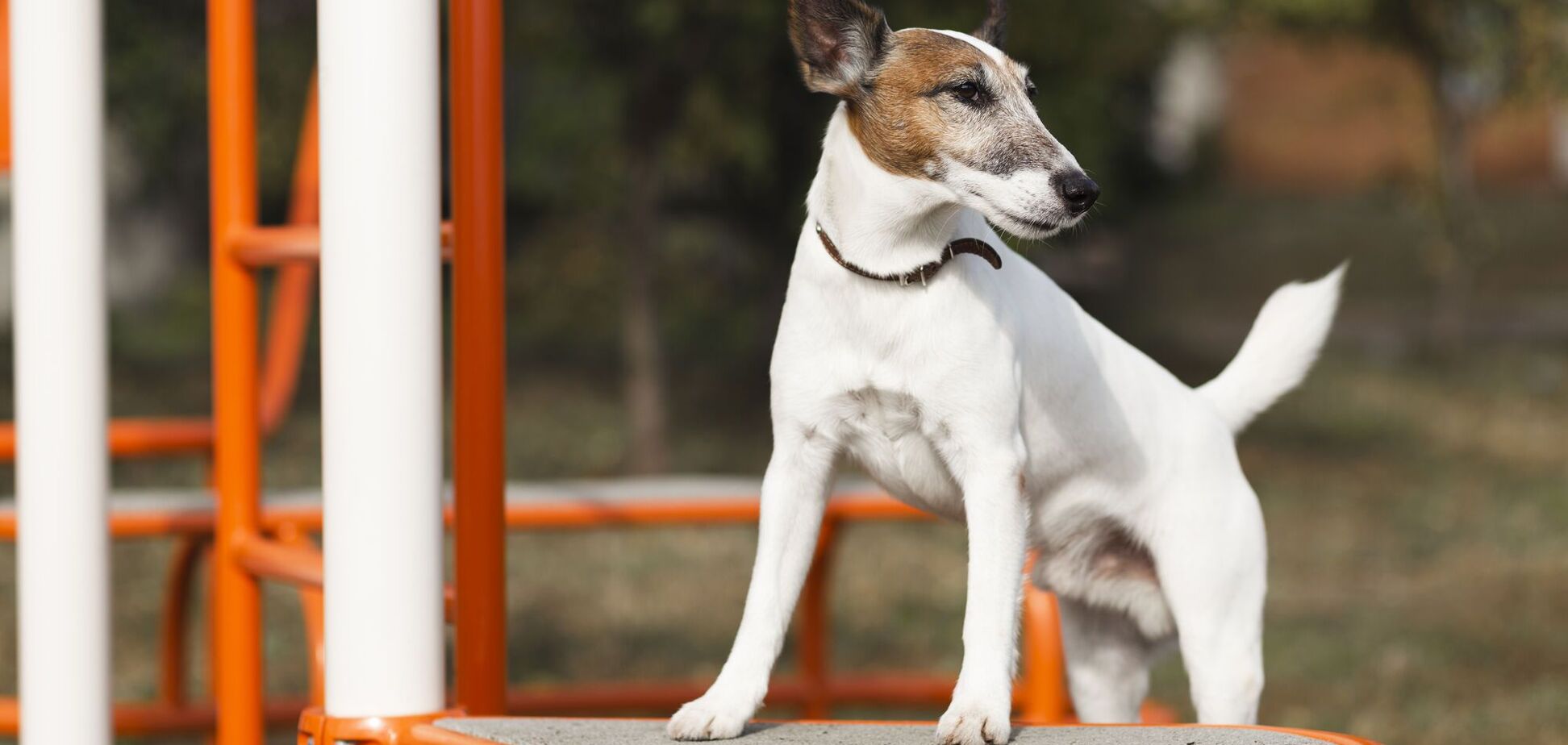 Гра в апорт: ветеринари розповіли, як правильно бавитися м’ячем з собакою