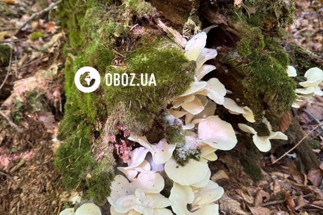 Схожі на метелики: що за гриби ростуть у Карпатах і чи можна їх їсти. Фото