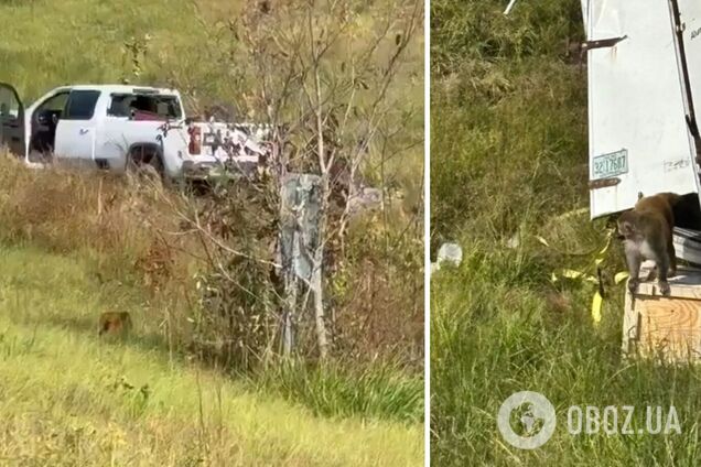 У США з розбитої вантажівки втекли лабораторні мавпи, заражені гепатитом С, герпесом і COVID: деталі інциденту. Фото