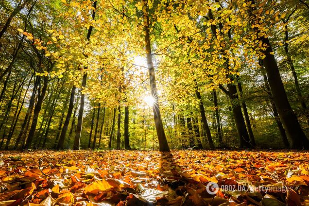 В Украину таки идет бабье лето: Гидрометцентр порадовал прогнозом