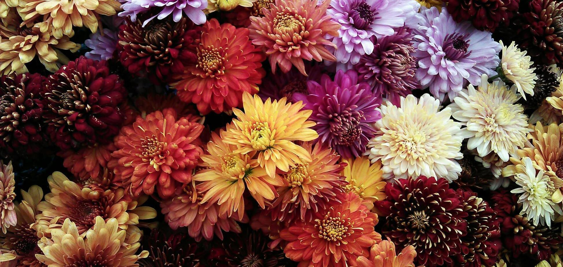 Как защитить хризантемы от морозов: действенные советы