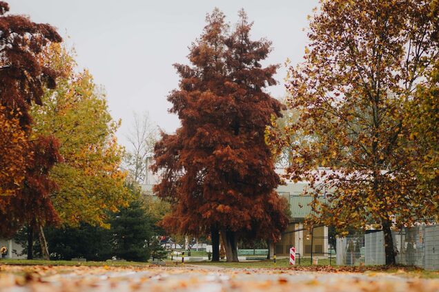В четверг в Украине поднимется атмосферное давление: синоптики сказали, какой погоды ожидать