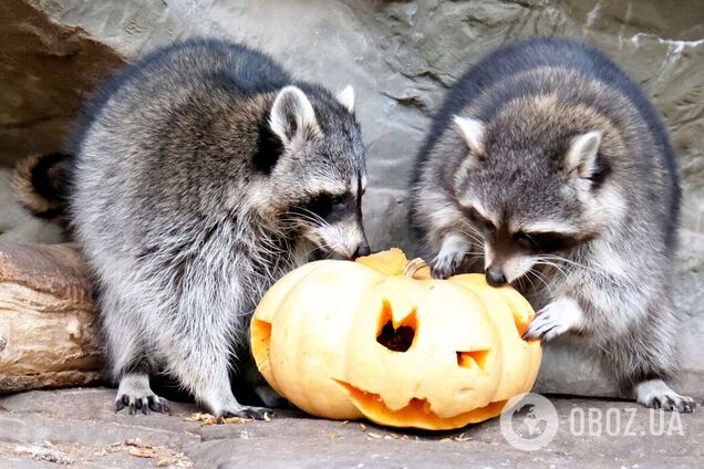 В Киевском зоопарке начинают сезон Тыквенных уикендов: кого будут кормить первыми. Фото и видео