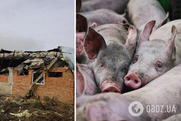 Оккупанты ударили по сельхозпредприятию на Харьковщине: погибли 13 тыс. свиней. Фото