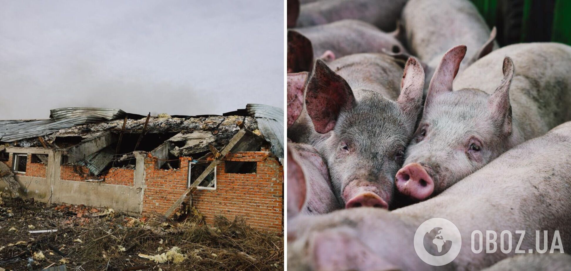 Оккупанты ударили по сельхозпредприятию на Харьковщине: погибли 13 тыс. свиней. Фото