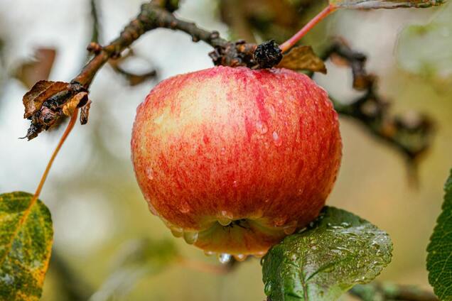 Урожай вас вразить: чим підживити яблуні на зиму