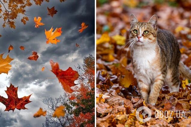 Украину ожидает смена воздушных масс: синоптики сказали, какая погода будет в последний день октября