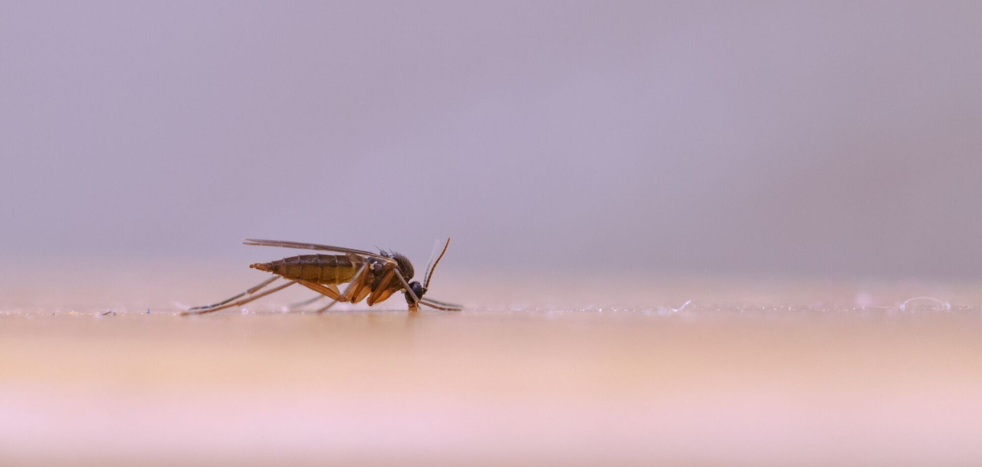 Комары были уже во времена динозавров: ученые нашли личинку, которой около 99 млн лет. Фото