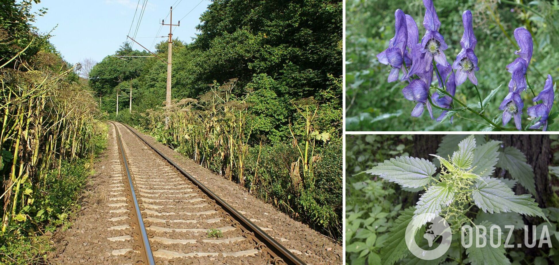 Можуть викликати отруєння, опіки і навіть смерть: яких рослин краще не торкатися