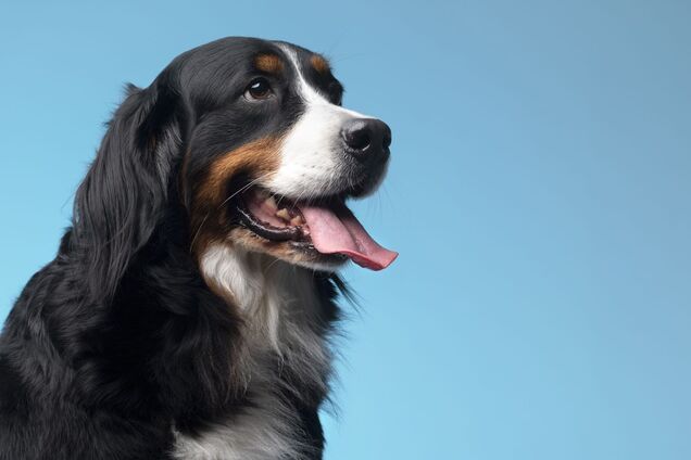 Коли треба точно йти до ветеринара: топ-7 ознак депресії у собак